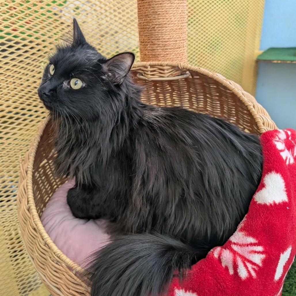 Enlarge Ashy, a Adoptable Domestic Short Hair in Las Cruces, NM image 4/6