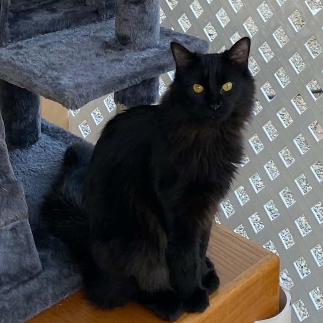 Enlarge Ashy, a Adoptable Domestic Short Hair in Las Cruces, NM image 5/6