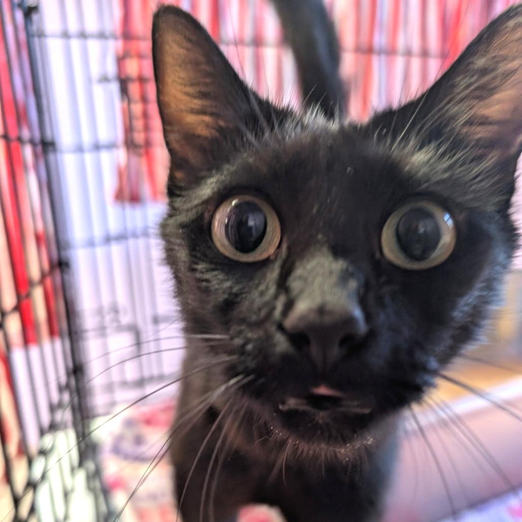Enlarge Noche, a Adoptable Domestic Short Hair in Redwood Valley, CA image 1/3