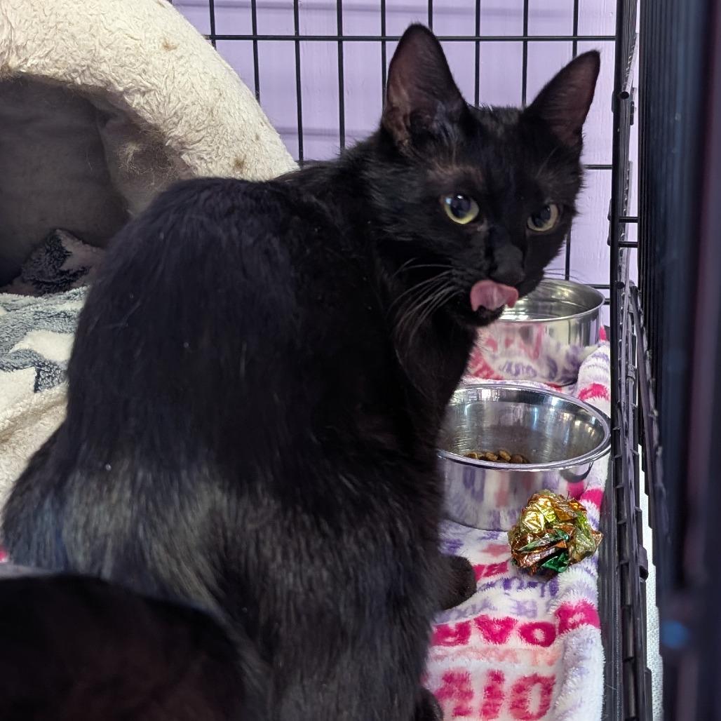 Enlarge Noche, a Adoptable Domestic Short Hair in Redwood Valley, CA image 2/3