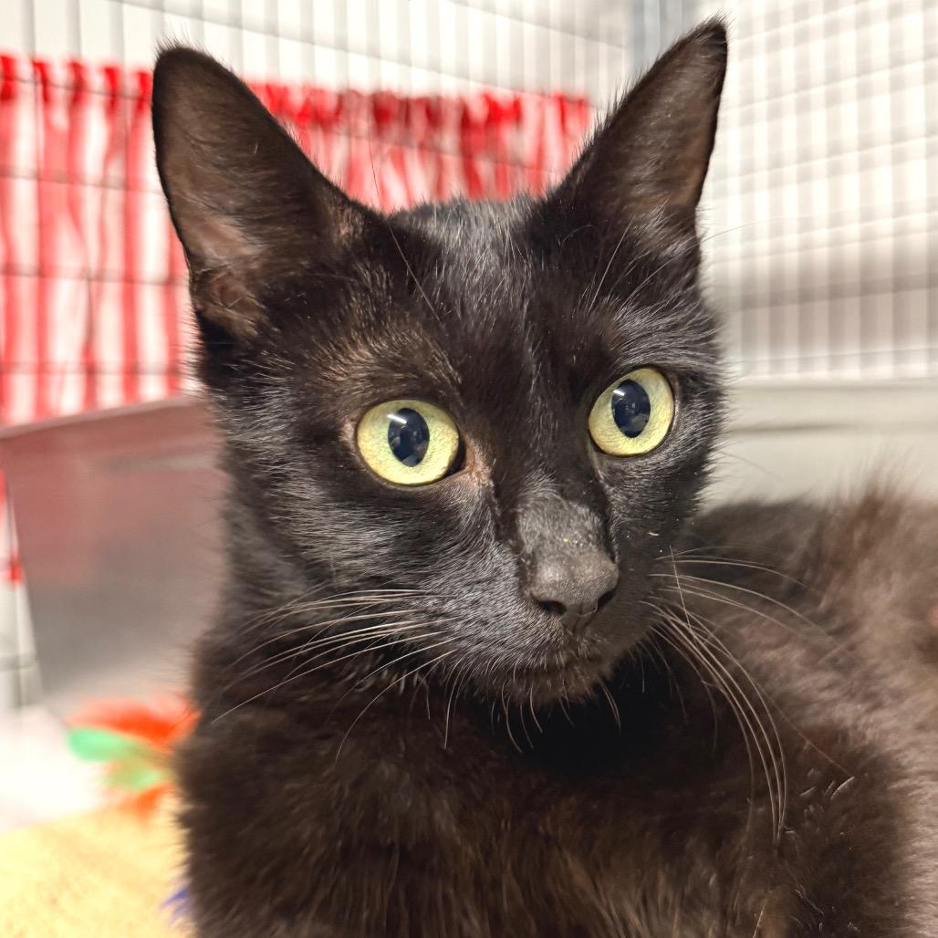 Enlarge Noche, a Adoptable Domestic Short Hair in Redwood Valley, CA image 3/3