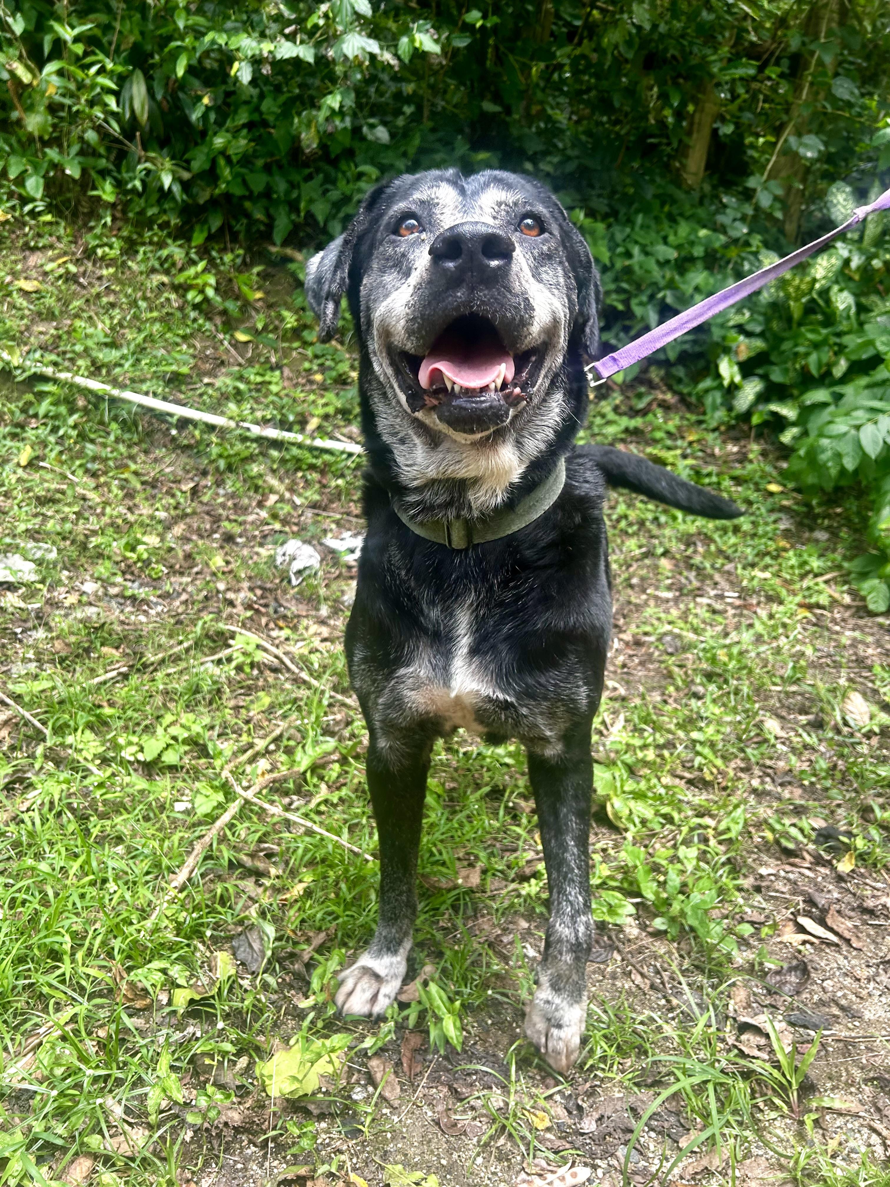 Beloved Boss, a Adoptable mixed breed in New York , NY image 1/4