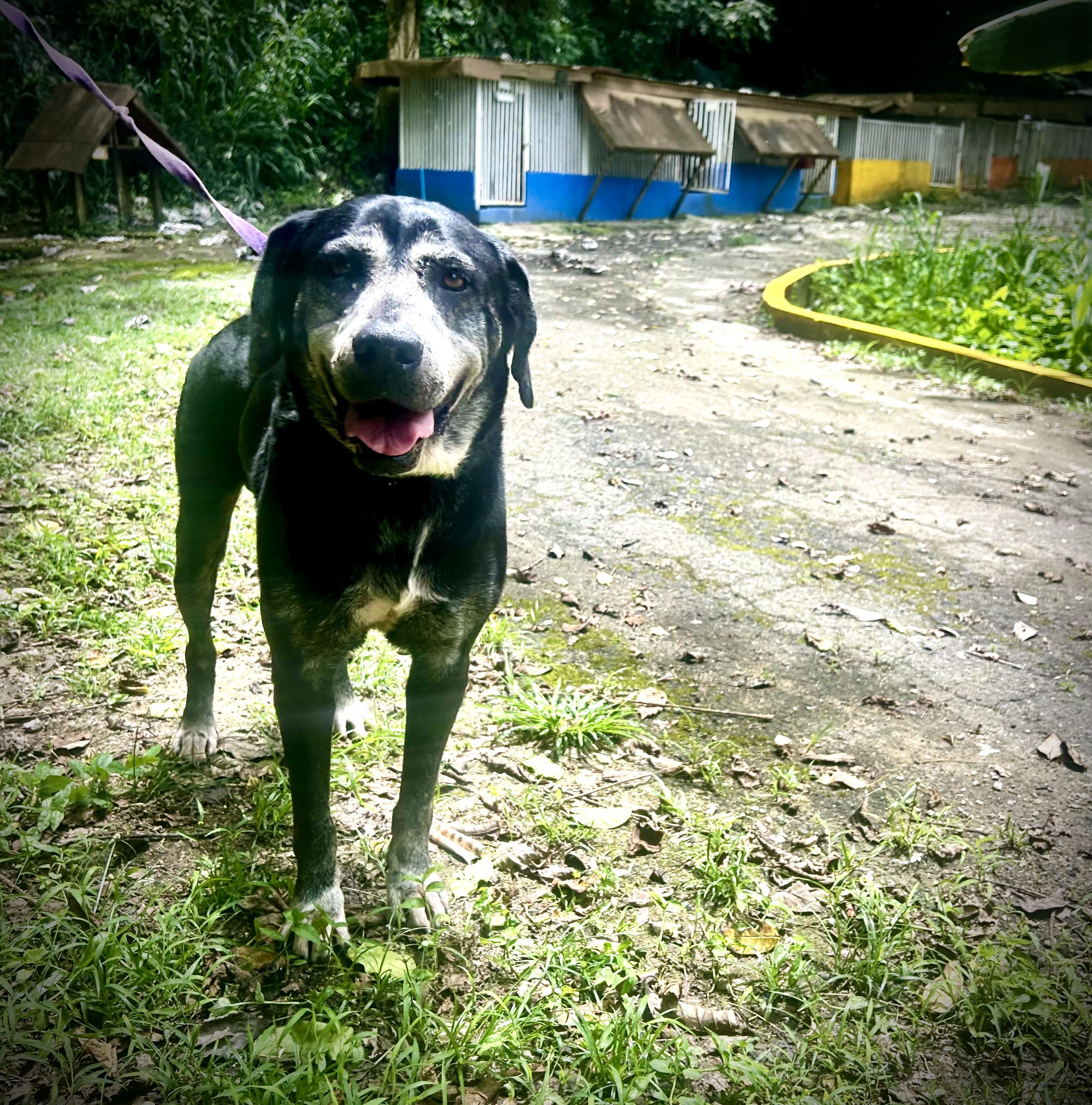 Beloved Boss, a Adoptable mixed breed in New York , NY image 3/4
