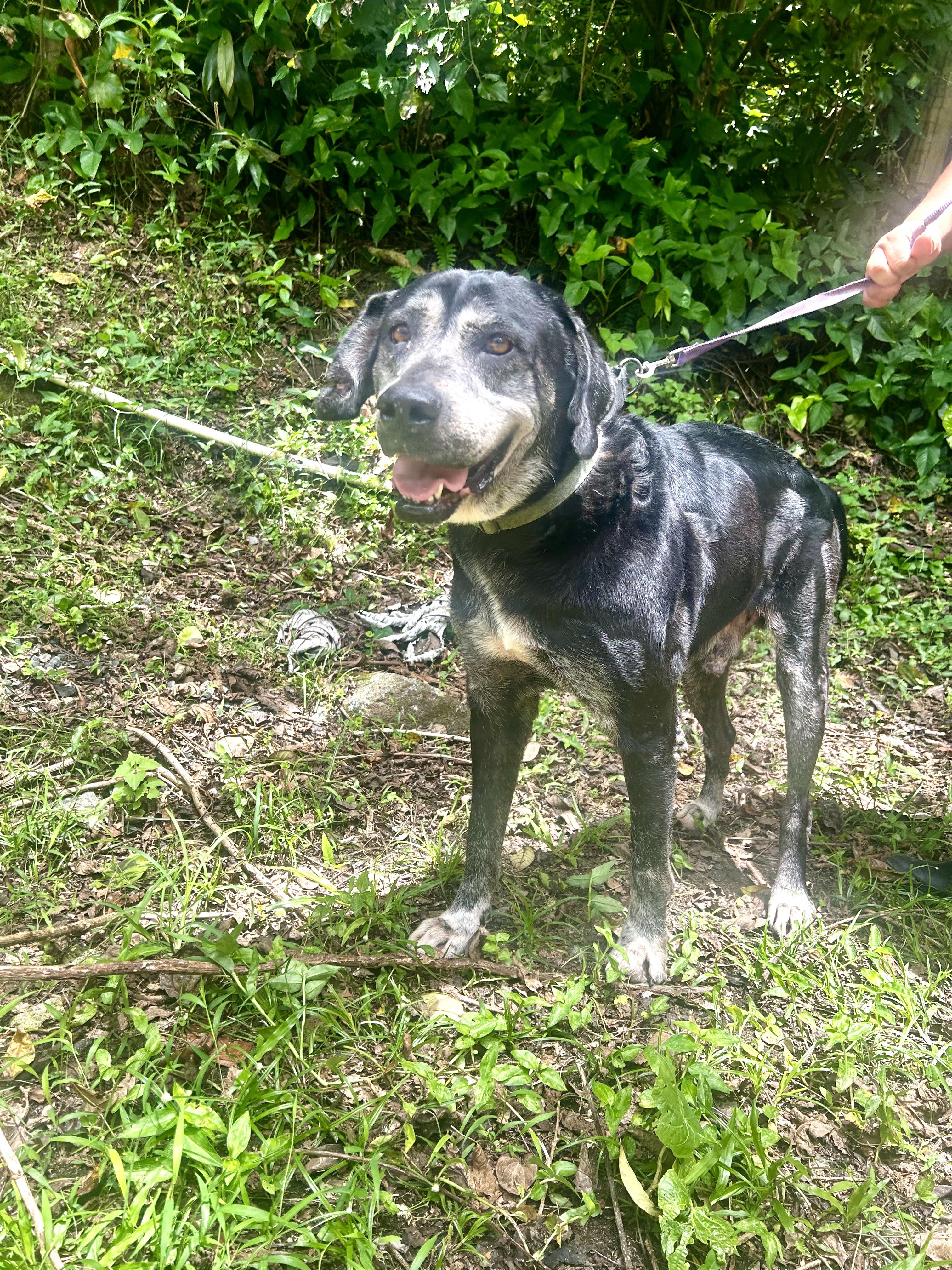 Beloved Boss, a Adoptable mixed breed in New York , NY image 4/4