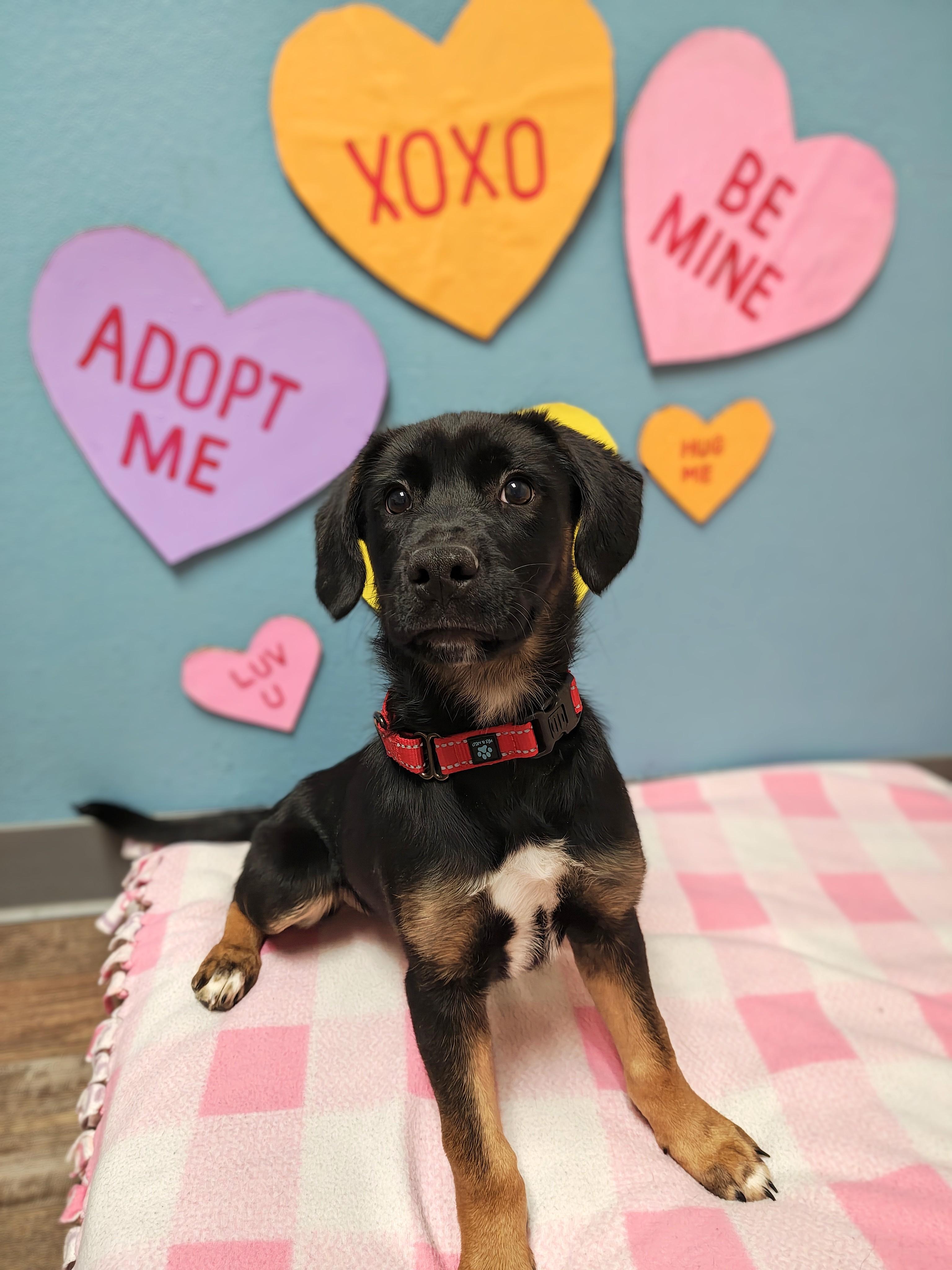 Enlarge Darla, a Adoptable Mixed Breed in Oconto, WI image 1/1