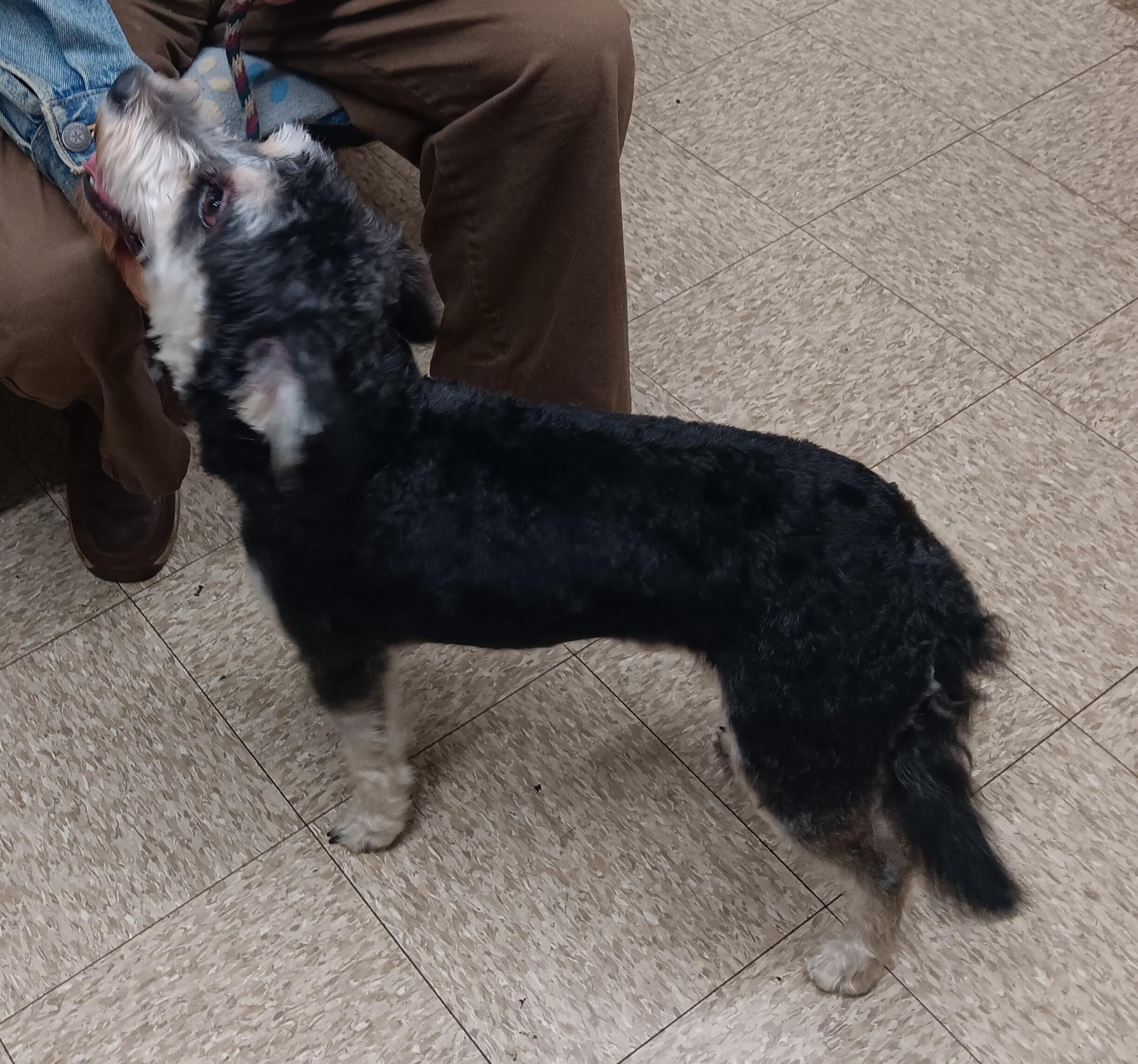 Enlarge Spanky, an adopted mixed breed in Springfield, OH image 4/4