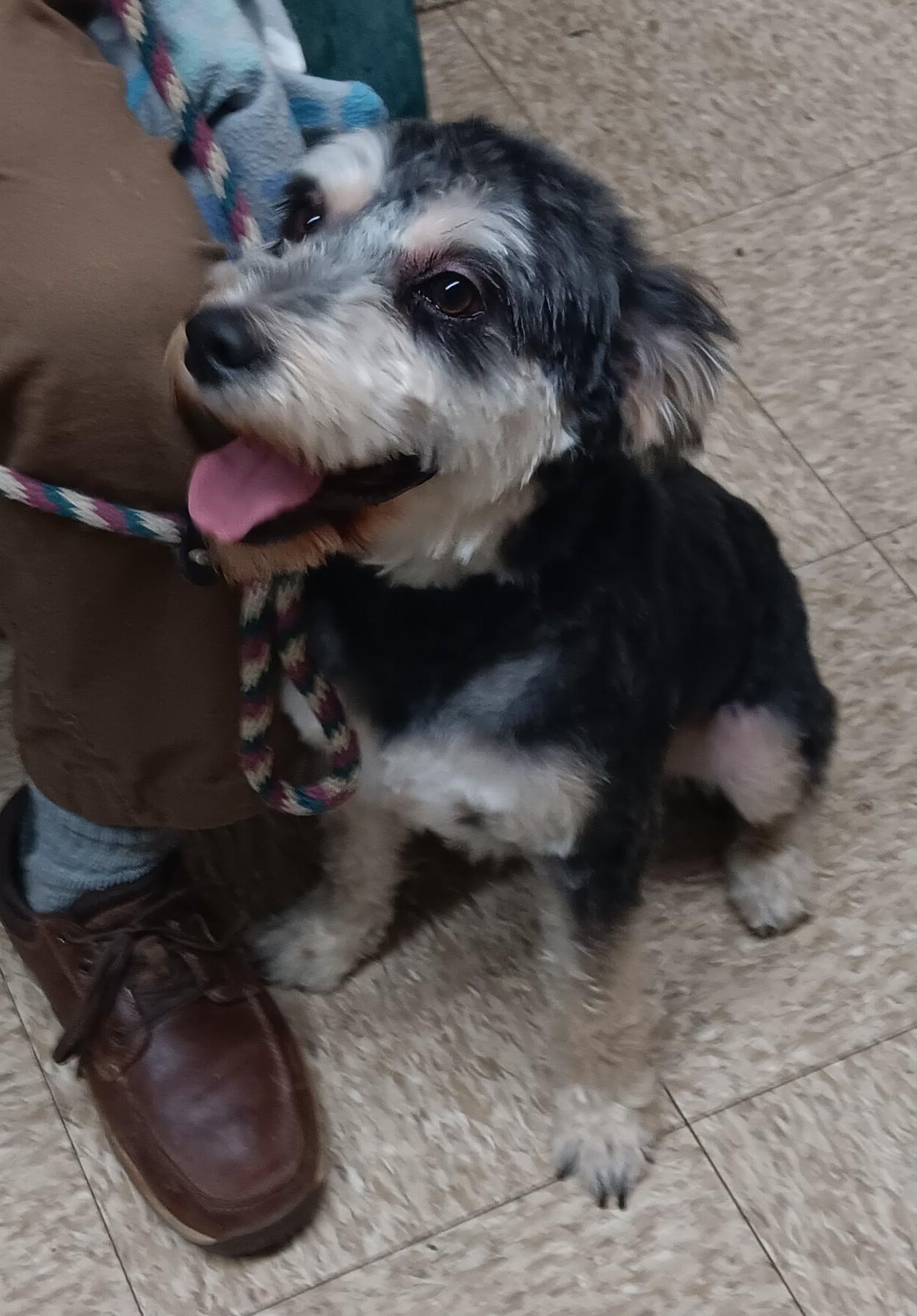 Spanky, adopted, Young Male Schnauzer.