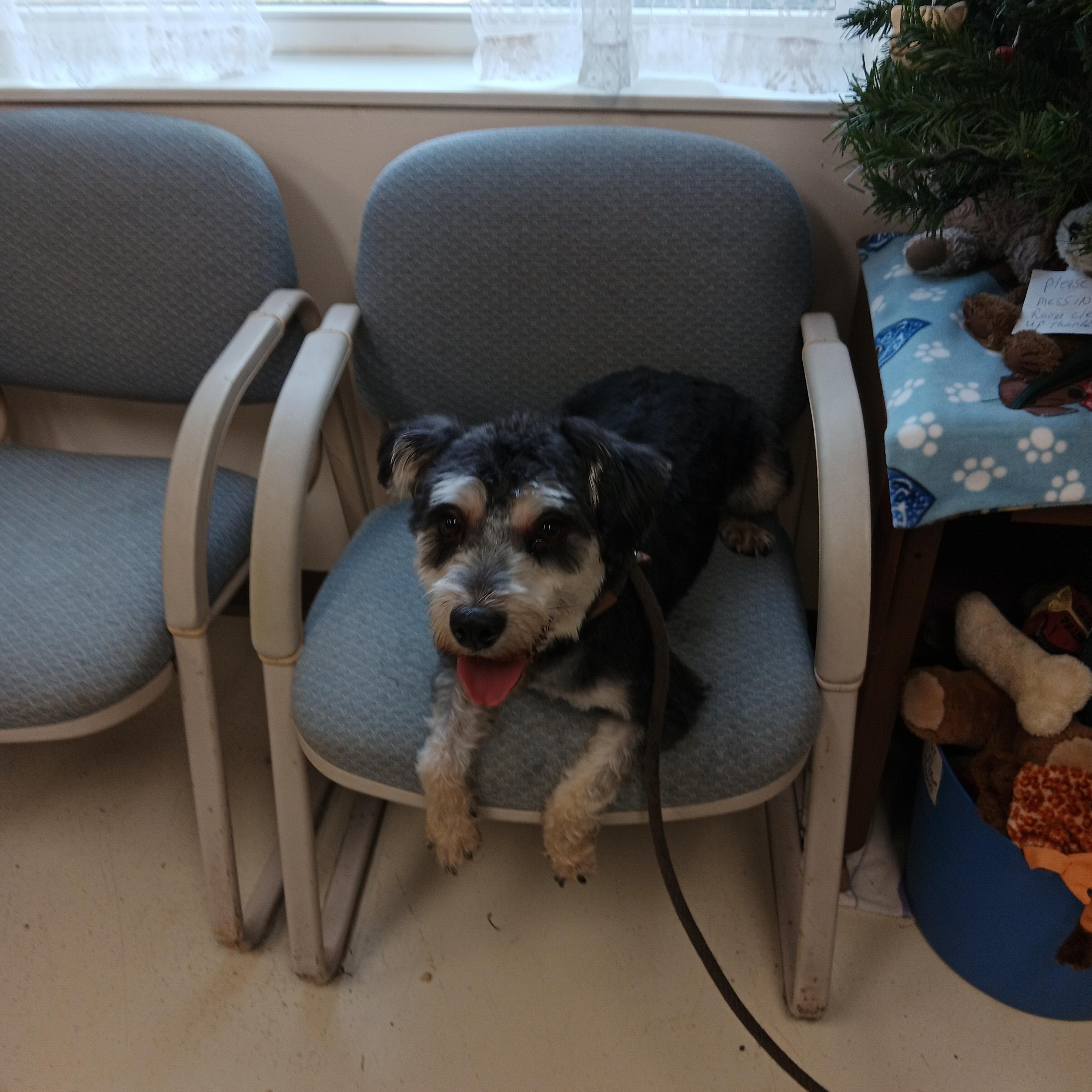 Enlarge Spanky, an adopted mixed breed in Springfield, OH image 2/4