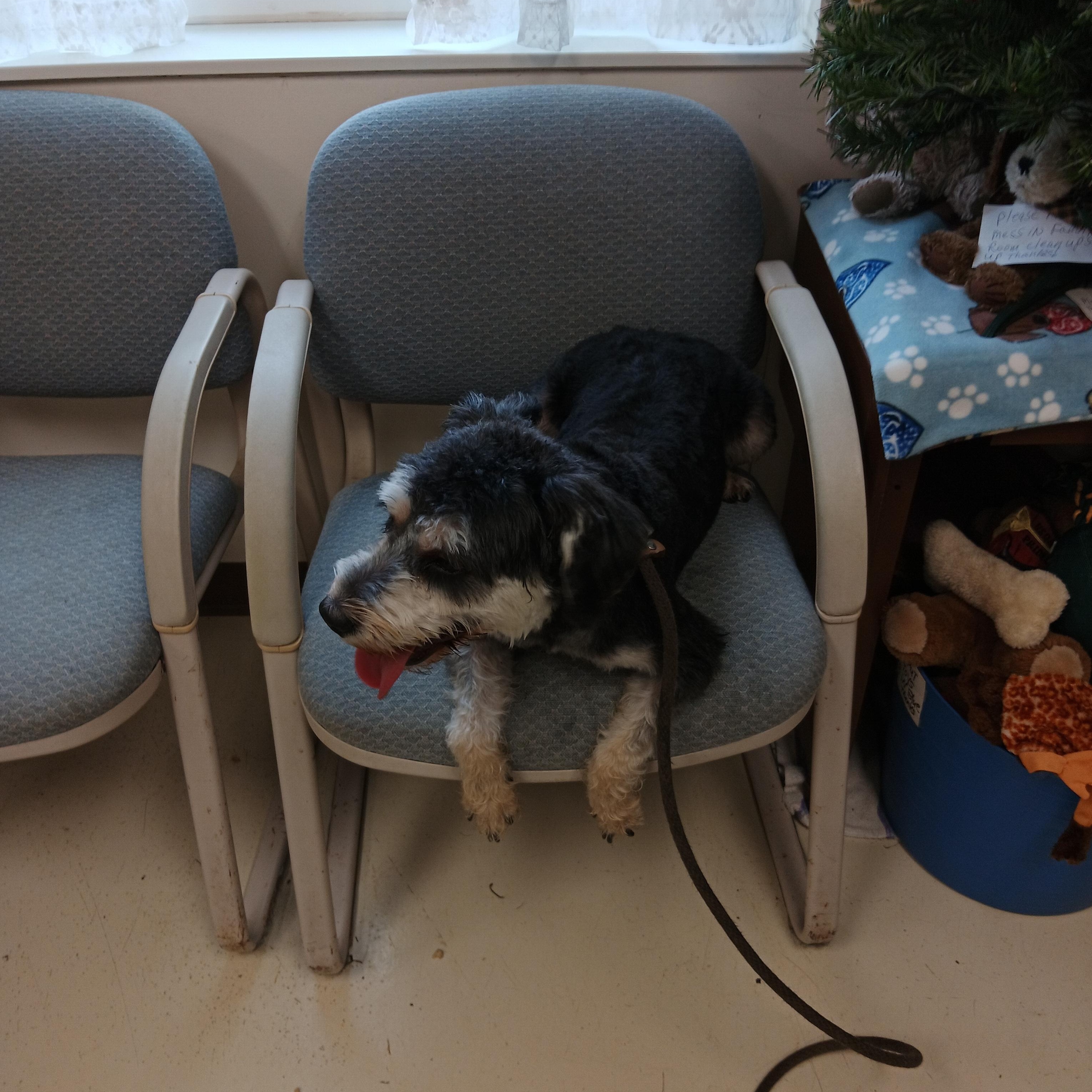 Enlarge Spanky, an adopted mixed breed in Springfield, OH image 3/4