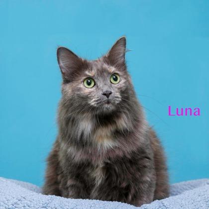 Luna, Adoptable, Adult Female Domestic Long Hair & Domestic Short Hair.