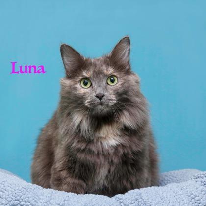 Luna, Adoptable, Adult Female Domestic Long Hair & Domestic Short Hair.