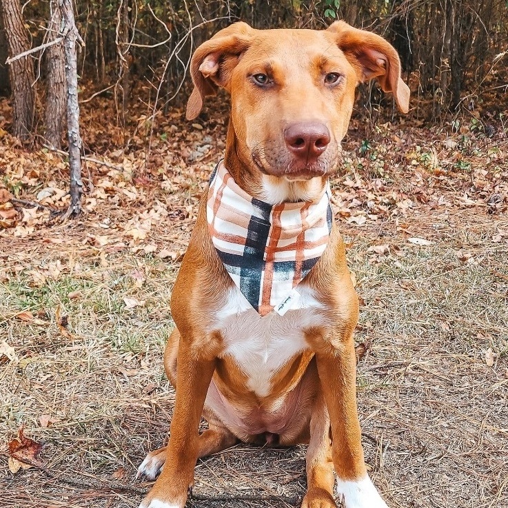 Enlarge Fancy , an adoptable mixed breed in Water Valley, MS image 1/6