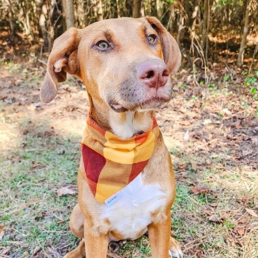 Enlarge Fancy , an adoptable mixed breed in Water Valley, MS image 3/6