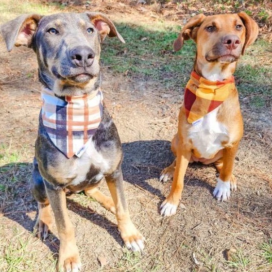 Enlarge Fancy , an adoptable mixed breed in Water Valley, MS image 5/6