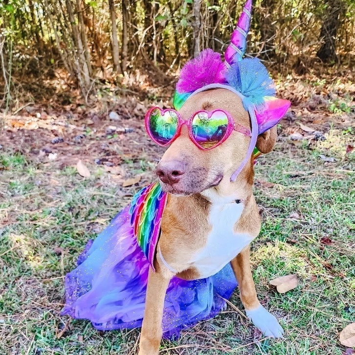Enlarge Fancy , an adoptable mixed breed in Water Valley, MS image 2/6
