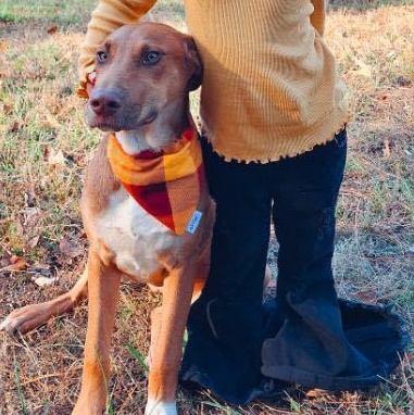 Enlarge Fancy , an adoptable mixed breed in Water Valley, MS image 6/6