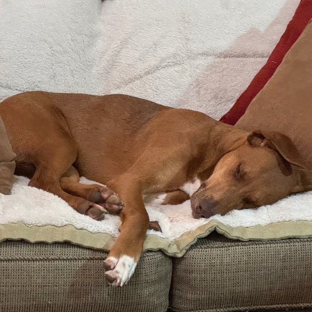 Enlarge Fancy , an adoptable mixed breed in Water Valley, MS image 4/6