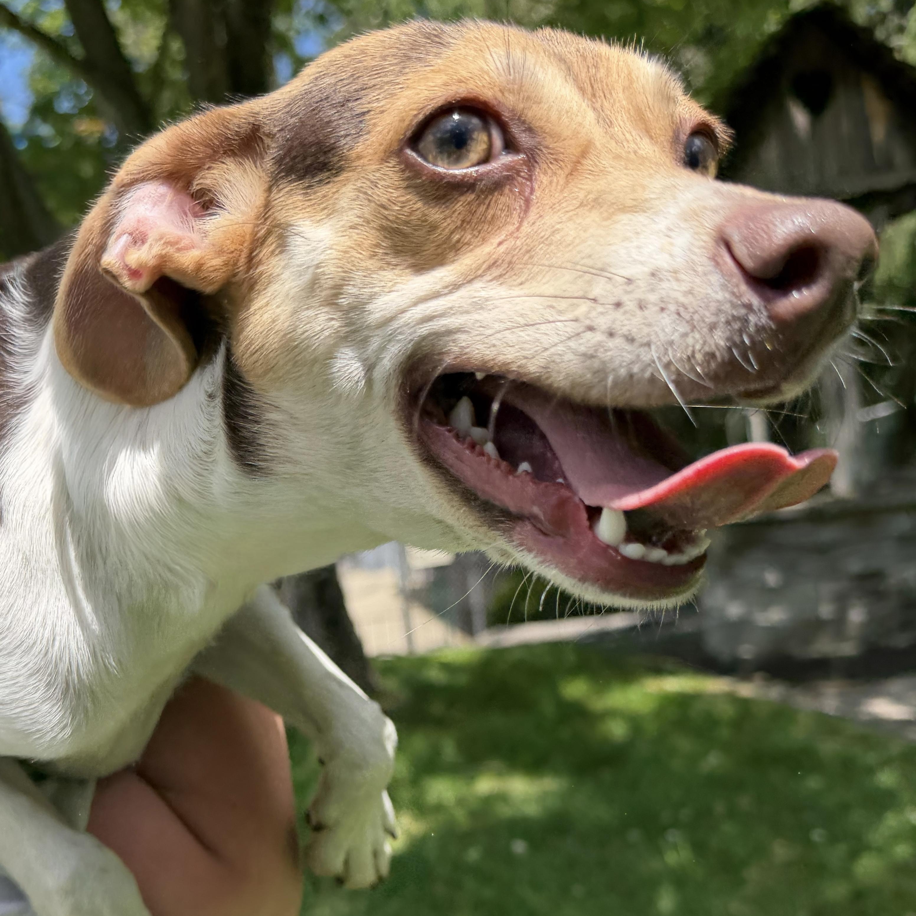 Betty, an adopted mixed breed in Latrobe, PA image 2/4
