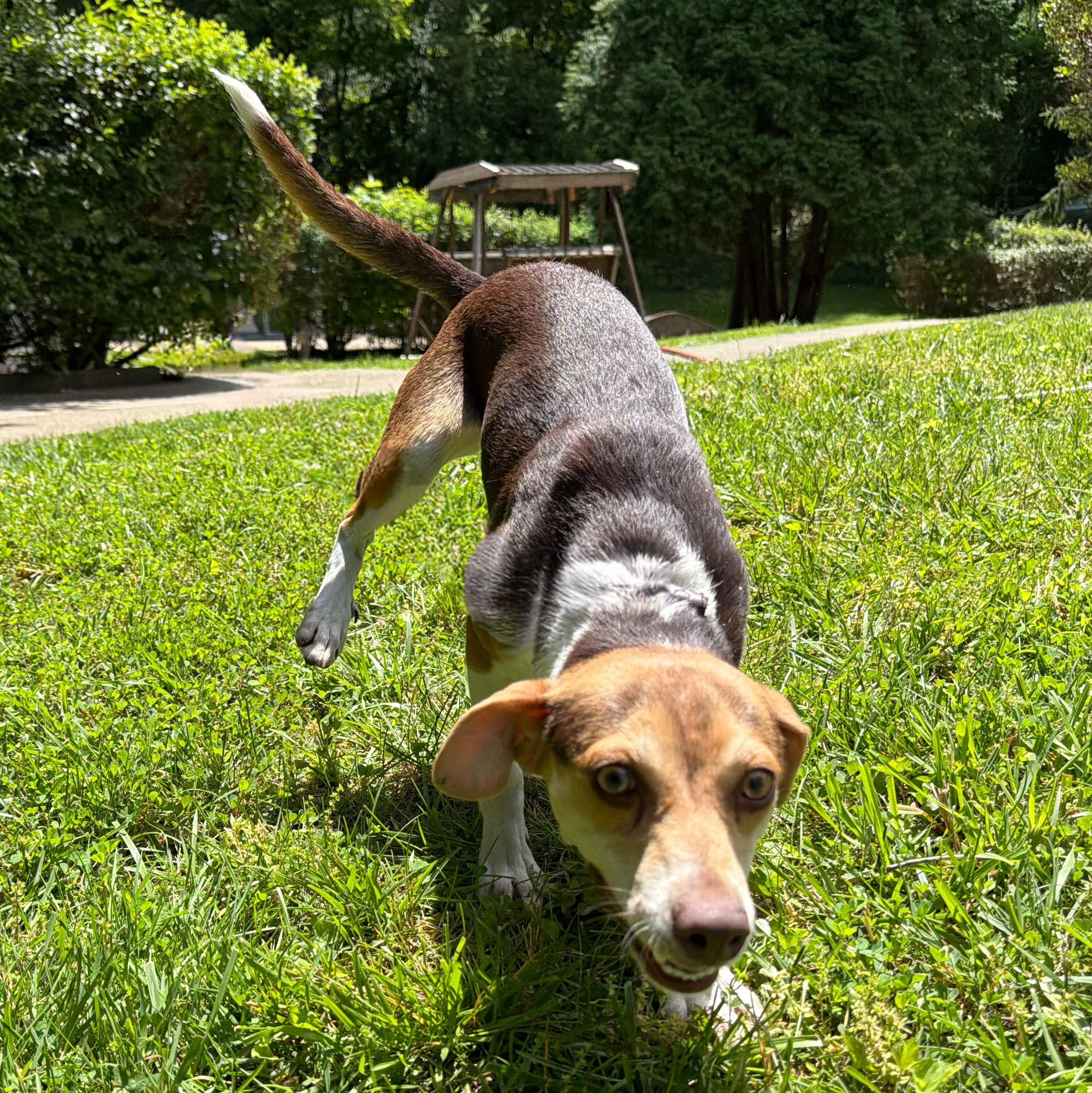 Betty, an adopted mixed breed in Latrobe, PA image 3/4