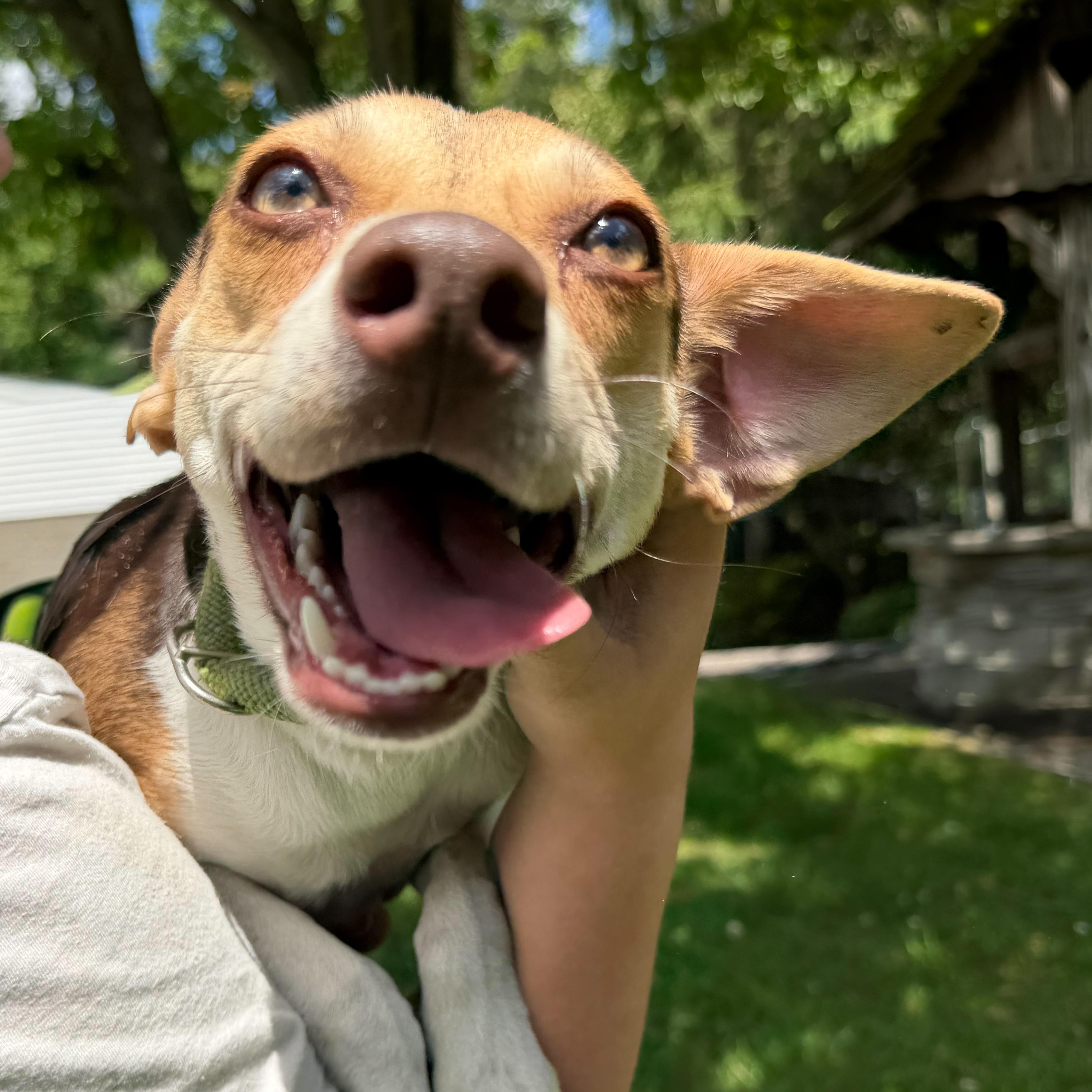 Betty, adopted, Young Female Terrier.
