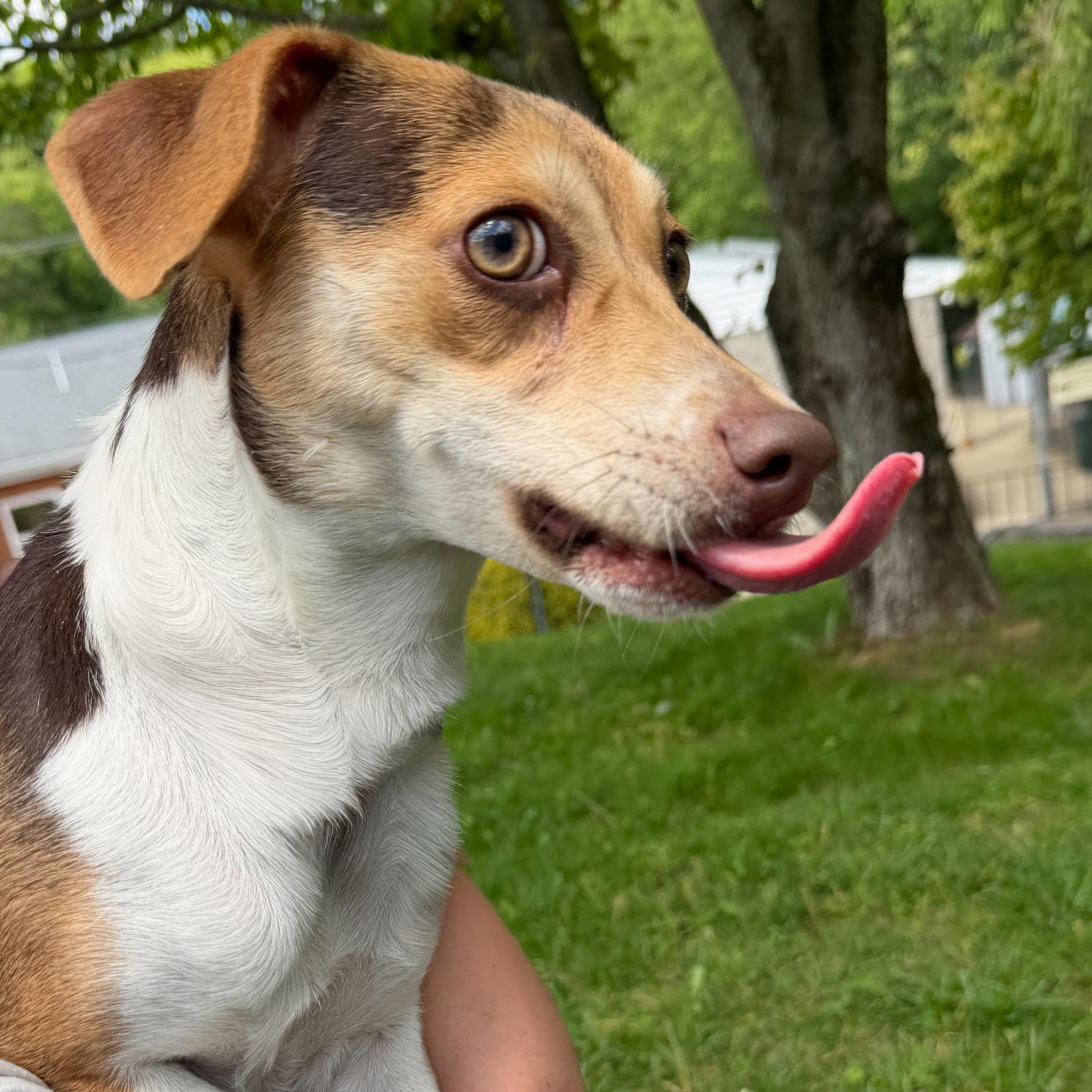 Betty, an adopted mixed breed in Latrobe, PA image 4/4