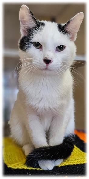 Enlarge MICKEY, a Adoptable Domestic Short Hair in Frisco, CO image 1/1