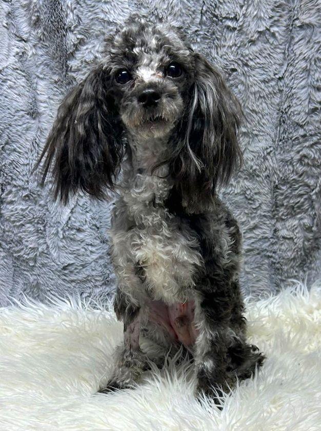 ARMANI (ohiosdrescue@gmail.com), adopted, Young Male Poodle.