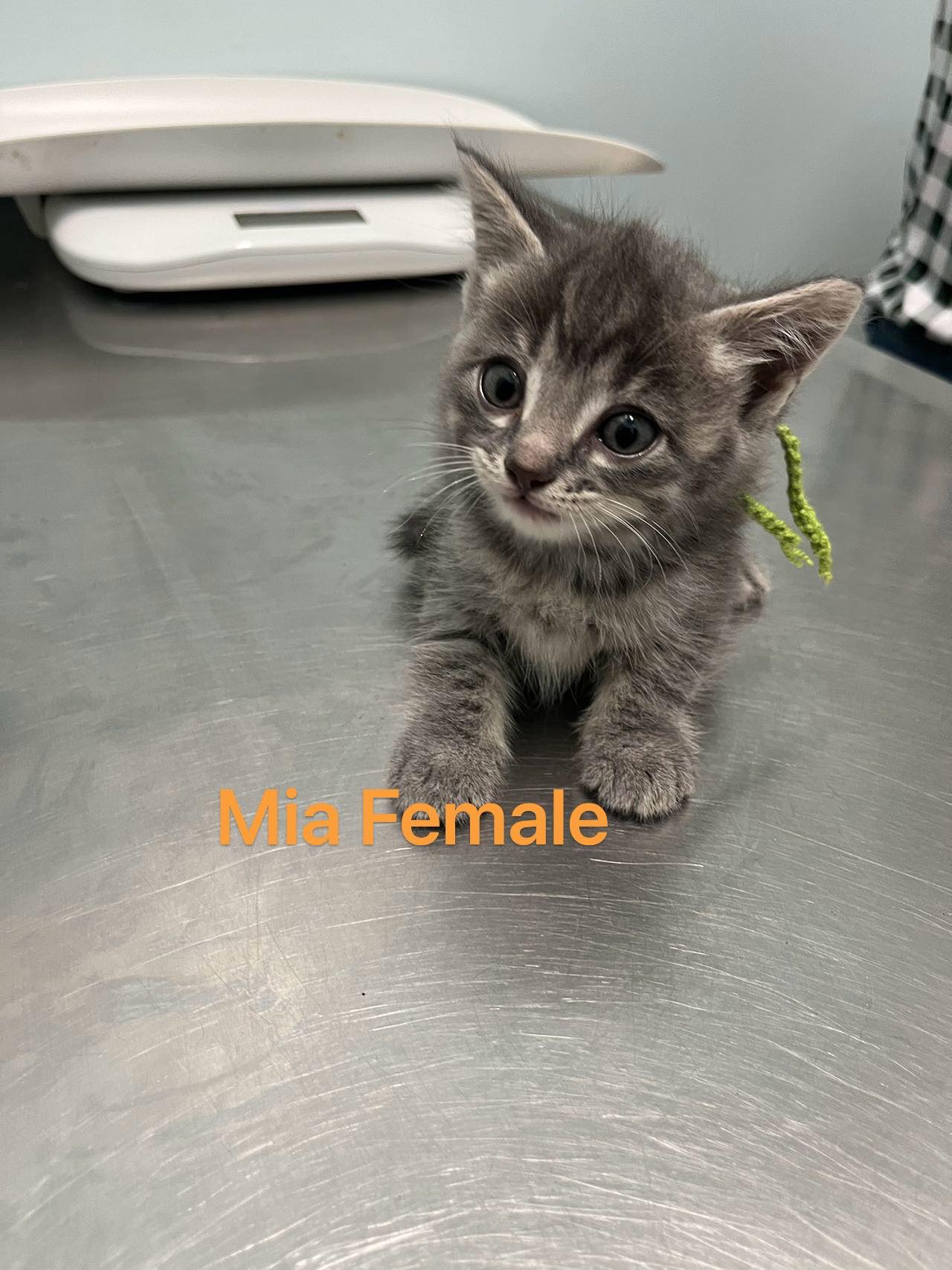 Mia, a Adopted Domestic Short Hair in Markham, ON image 1/3