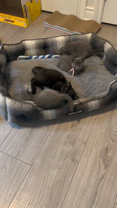 Enlarge Mia, a Adopted Domestic Short Hair in Markham, ON video 3/3