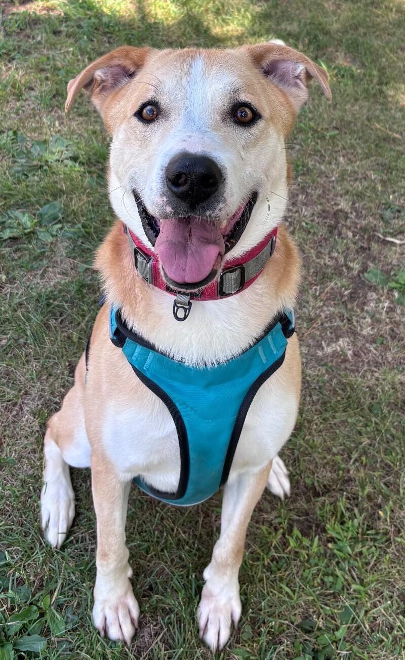 Enlarge Finn, a Adoptable Mixed Breed in Osseo, MI image 1/6