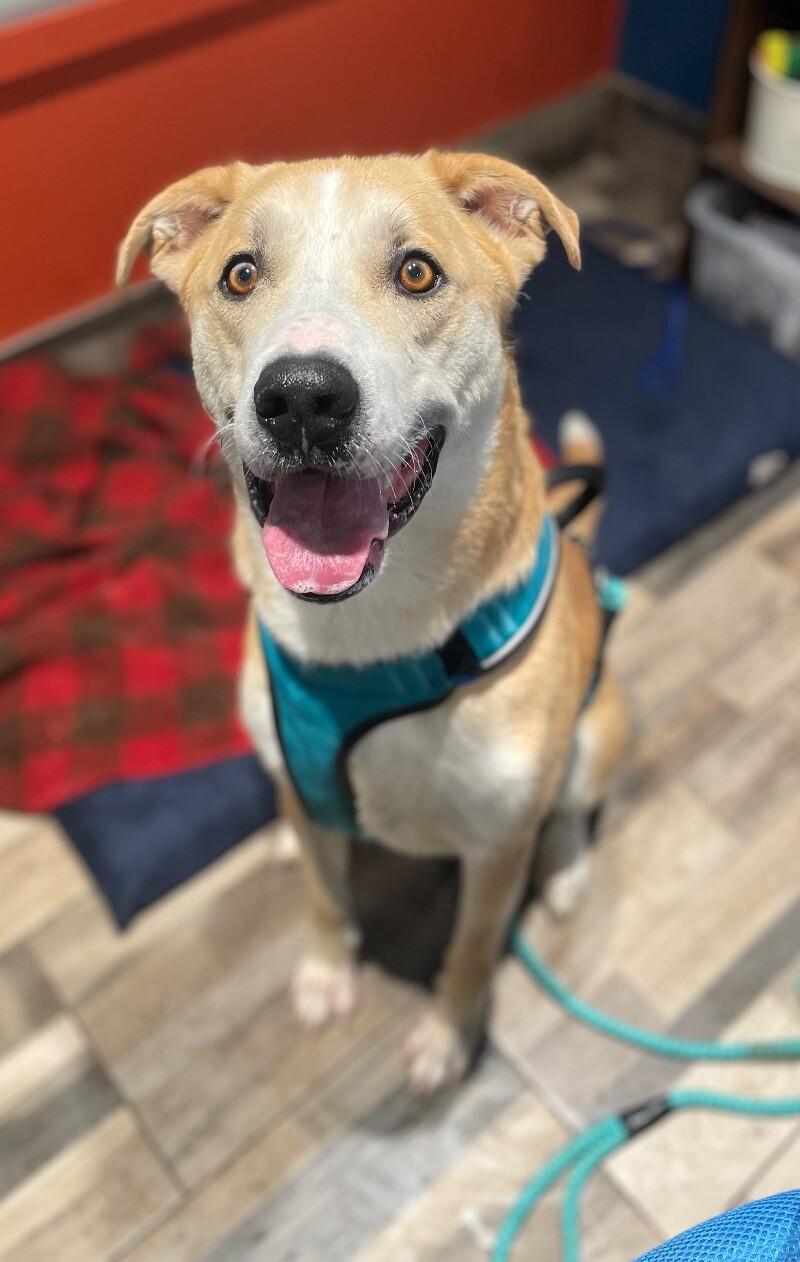 Enlarge Finn, a Adoptable Mixed Breed in Osseo, MI image 2/6