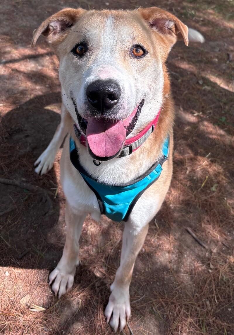 Enlarge Finn, a Adoptable Mixed Breed in Osseo, MI image 3/6