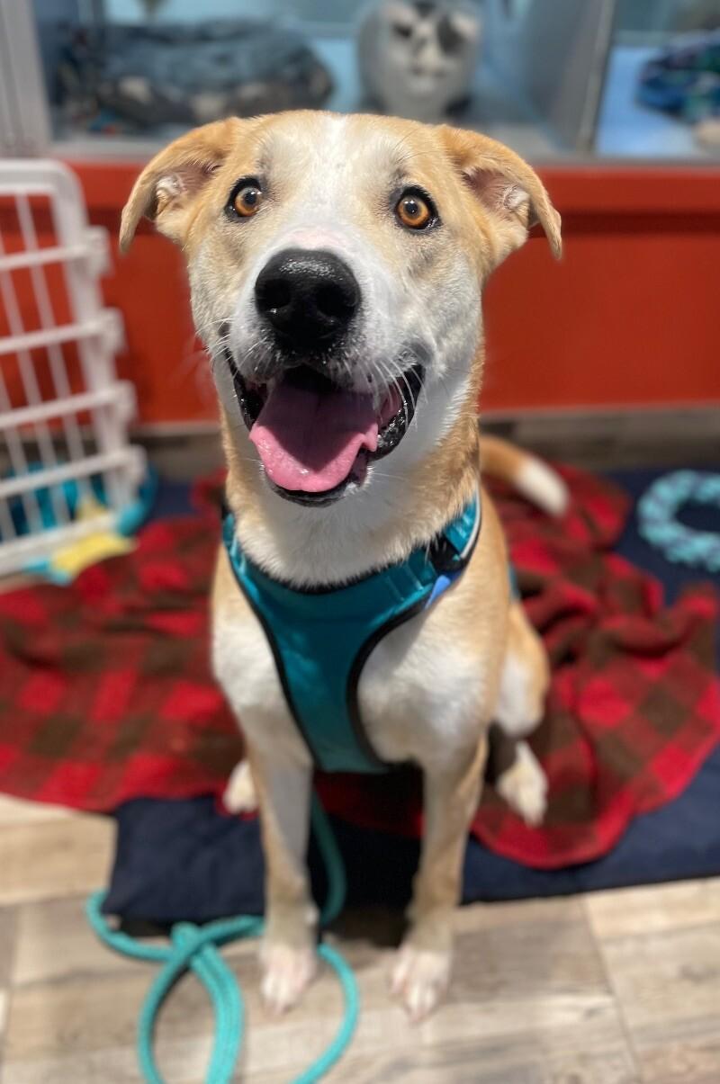 Enlarge Finn, a Adoptable Mixed Breed in Osseo, MI image 4/6