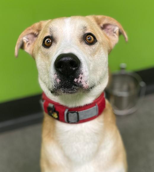 Enlarge Finn, a Adoptable Mixed Breed in Osseo, MI image 5/6