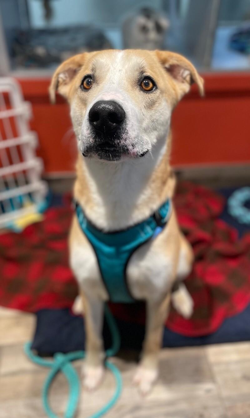 Enlarge Finn, a Adoptable Mixed Breed in Osseo, MI image 5/6