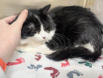 Cecil, Adoptable, Young Male Domestic Medium Hair & Domestic Short Hair.