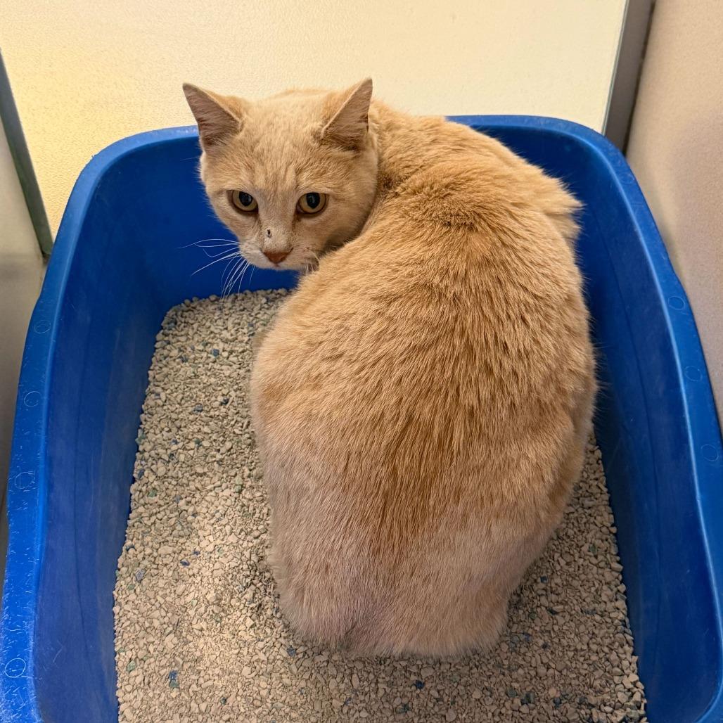 Radish, Adoptable, Adult Female Domestic Short Hair.