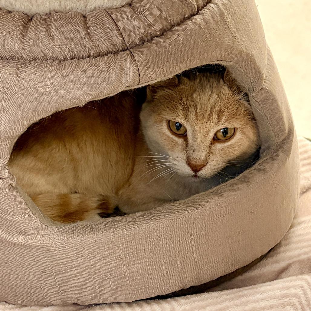 Enlarge Radish, a Adoptable Domestic Short Hair in Rifle, CO image 2/2