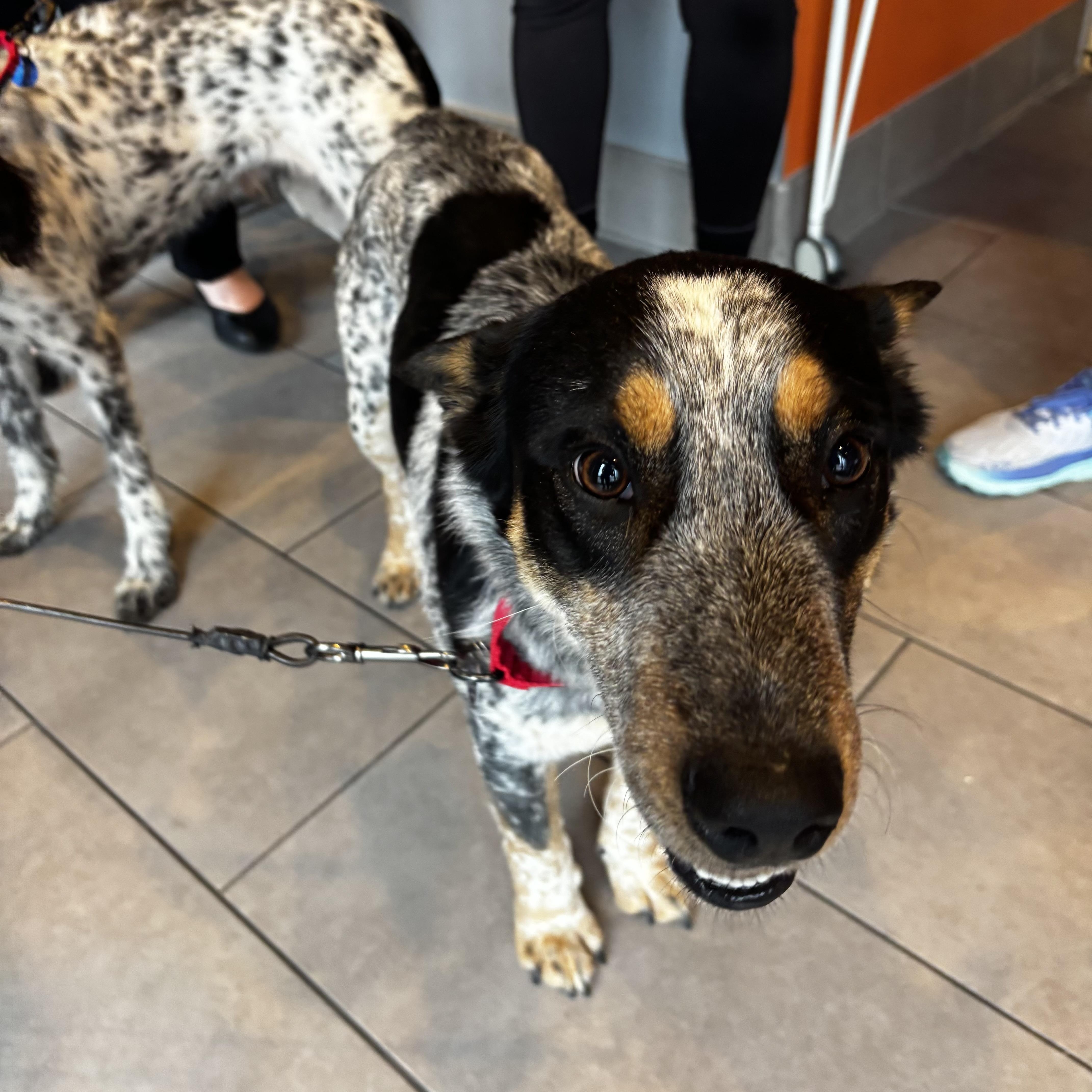 Enlarge Spencer , a ADOPTABLE mixed breed in Powell, OH image 1/4