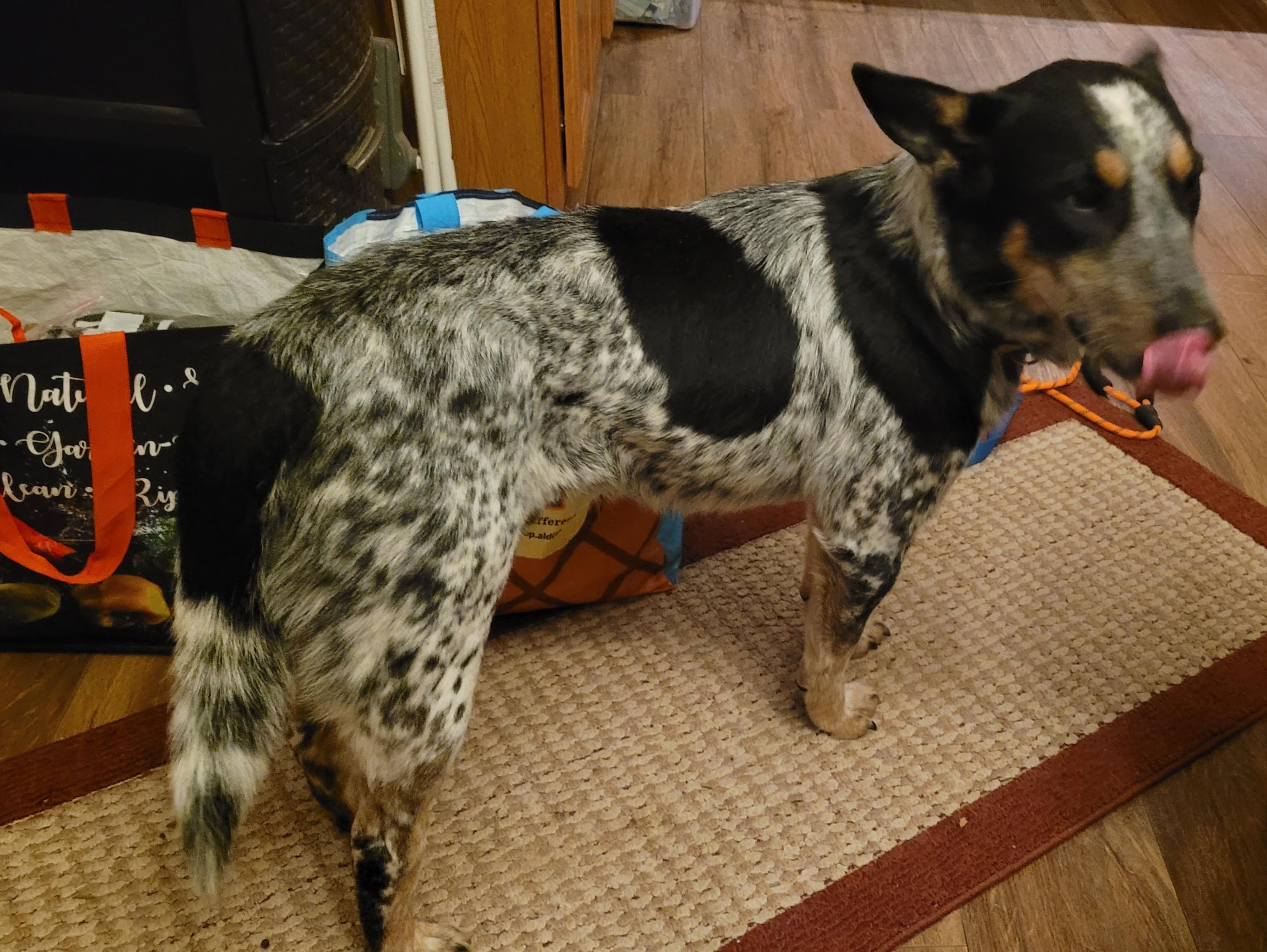 Enlarge Spencer , a ADOPTABLE mixed breed in Powell, OH image 2/4