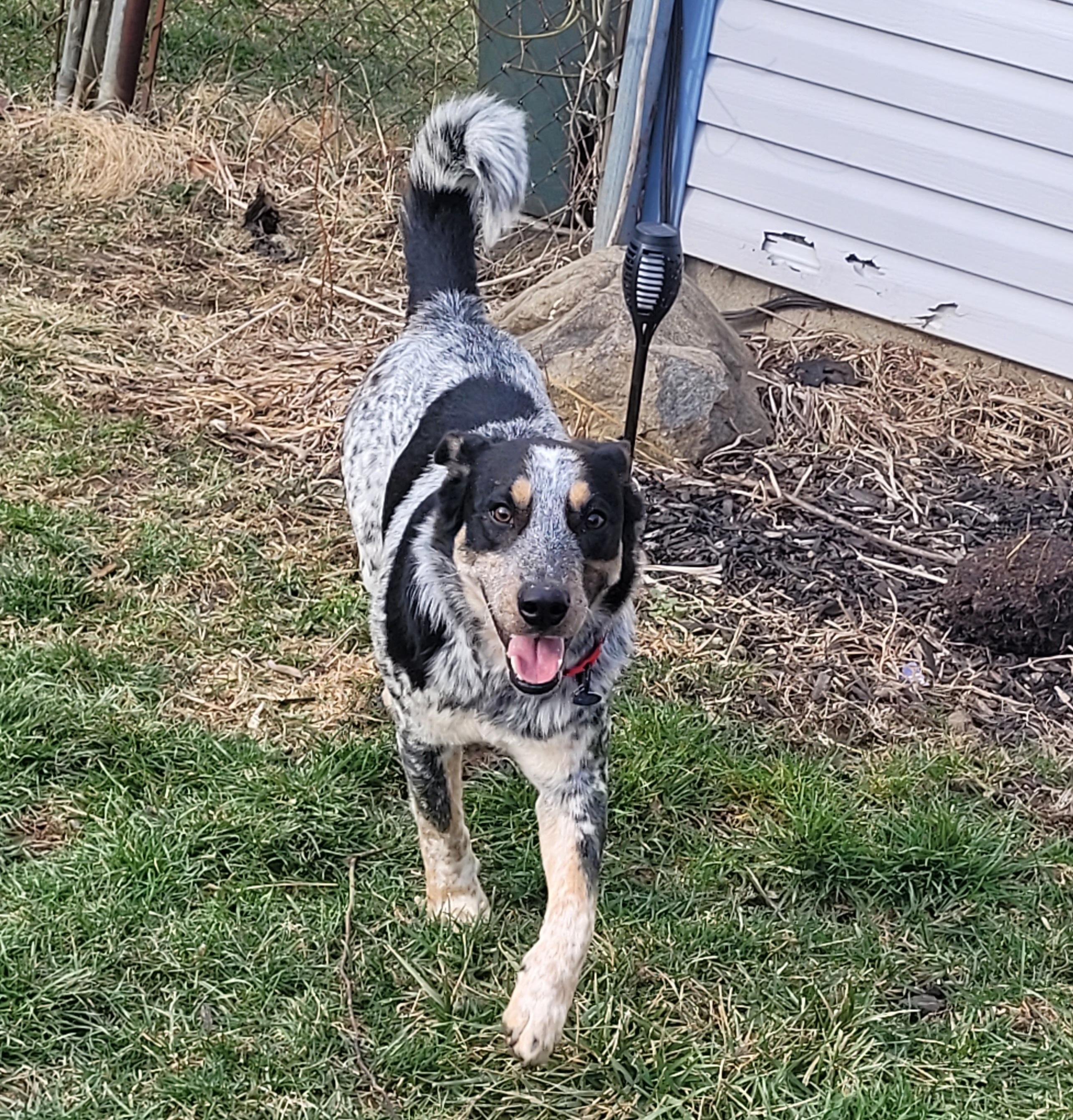 Enlarge Spencer , a ADOPTABLE mixed breed in Powell, OH image 4/4