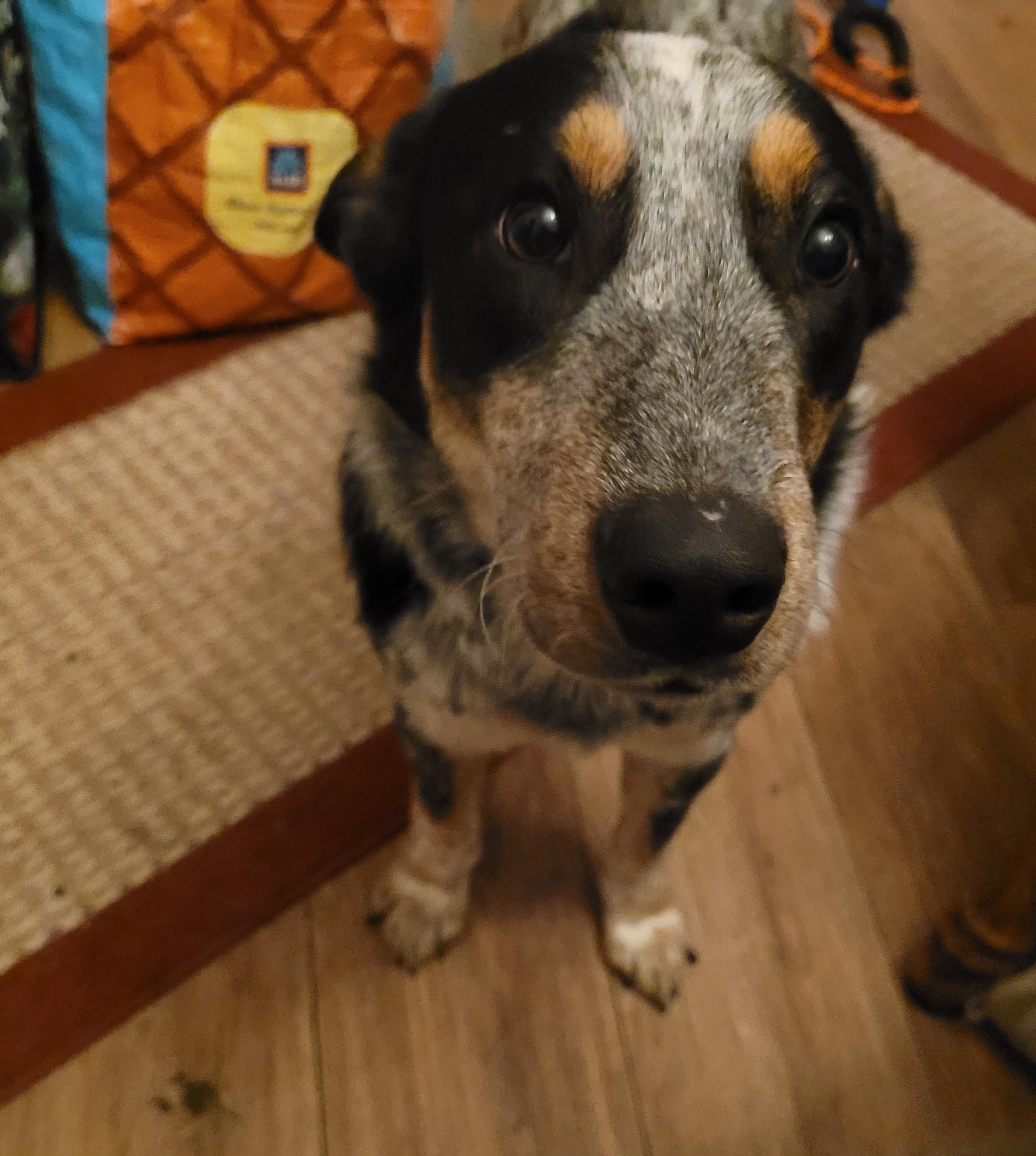 Enlarge Spencer , a ADOPTABLE mixed breed in Powell, OH image 3/4