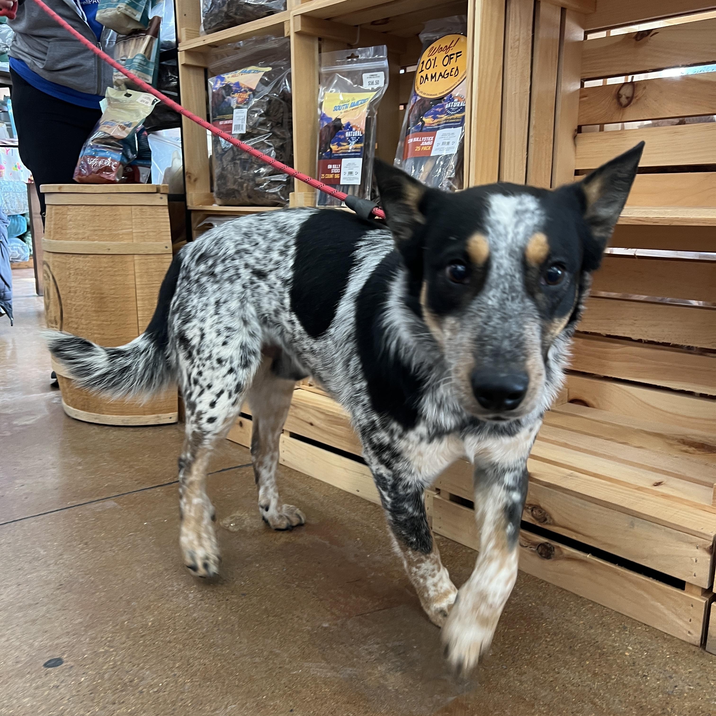 Spencer , ADOPTABLE, Adult Male Australian Cattle Dog / Blue Heeler.