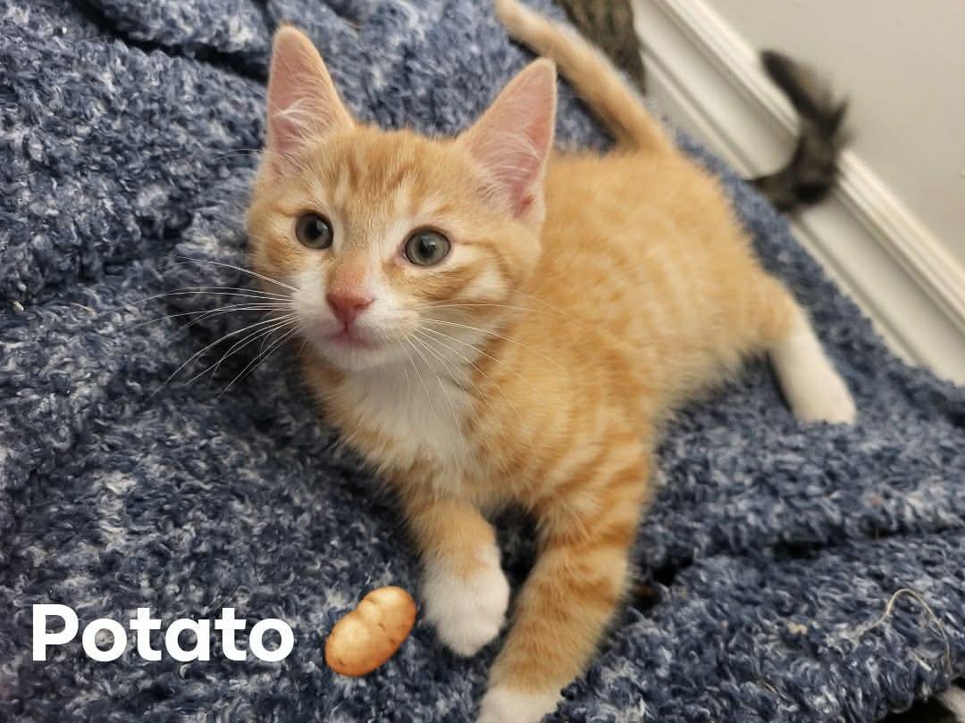 Enlarge POTATO, an adopted Domestic Short Hair in Tillsonburg, ON image 1/1
