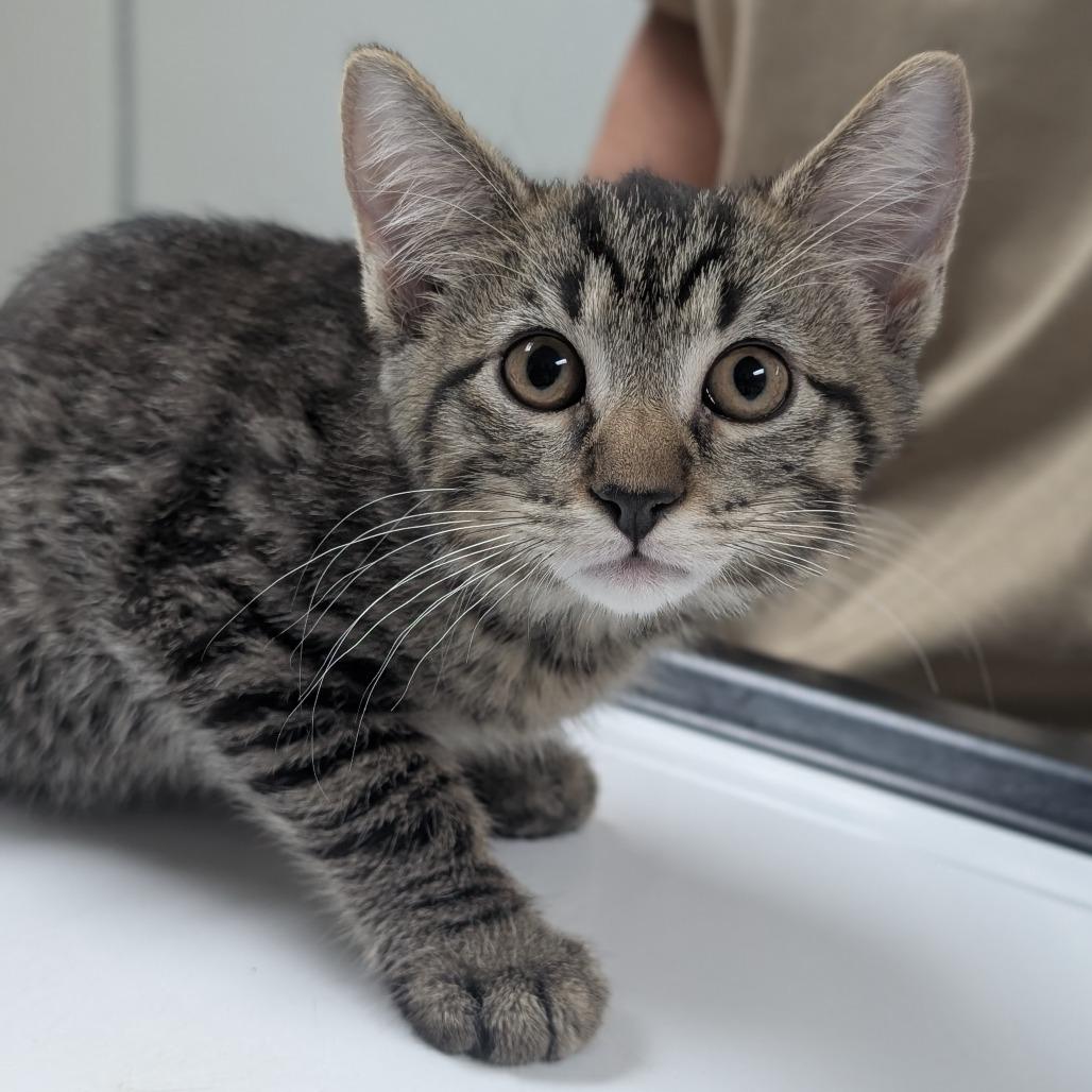 Nori, Adoptable, Kitten Female Domestic Short Hair.