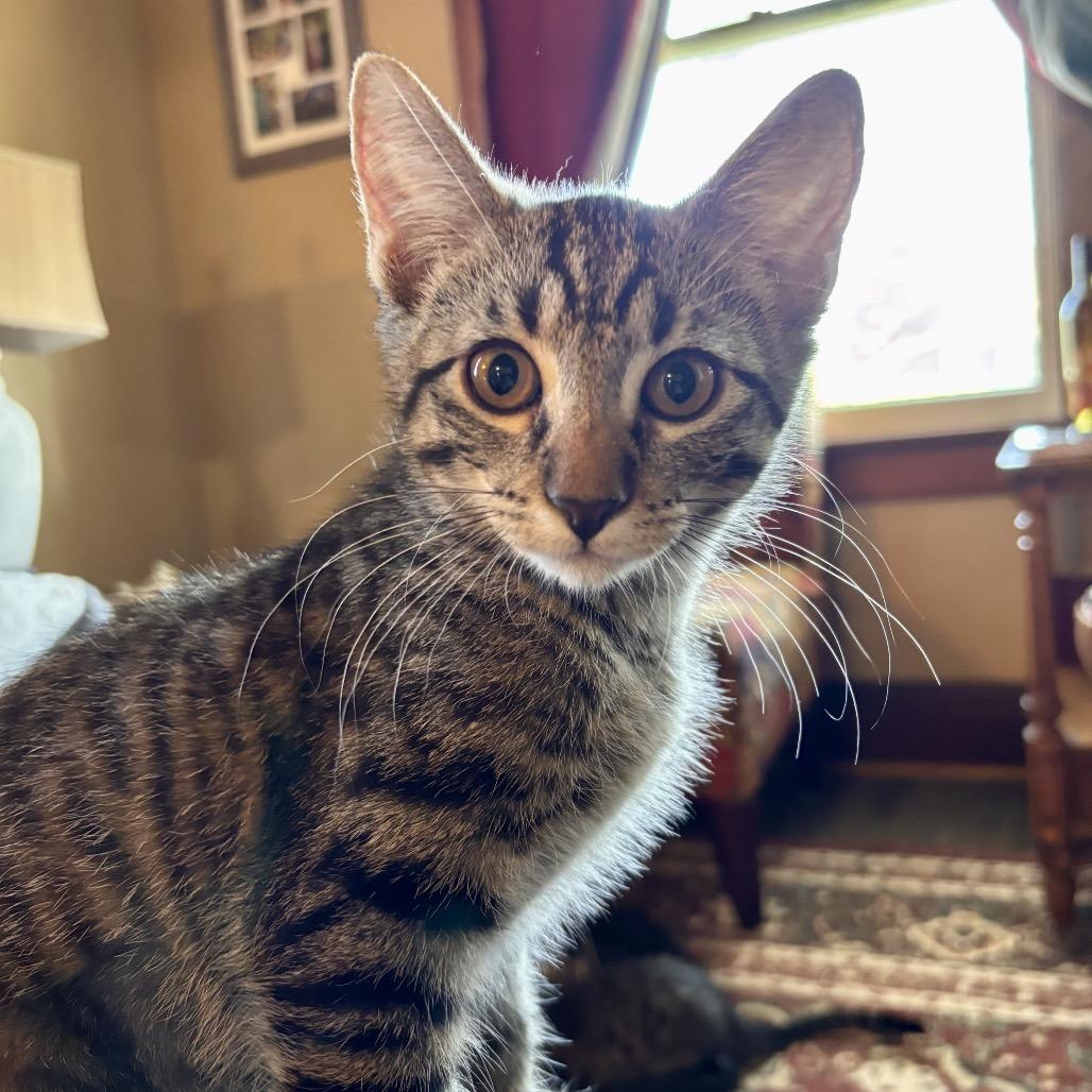 Nori, a Adoptable Domestic Short Hair in Canton, IL image 2/2