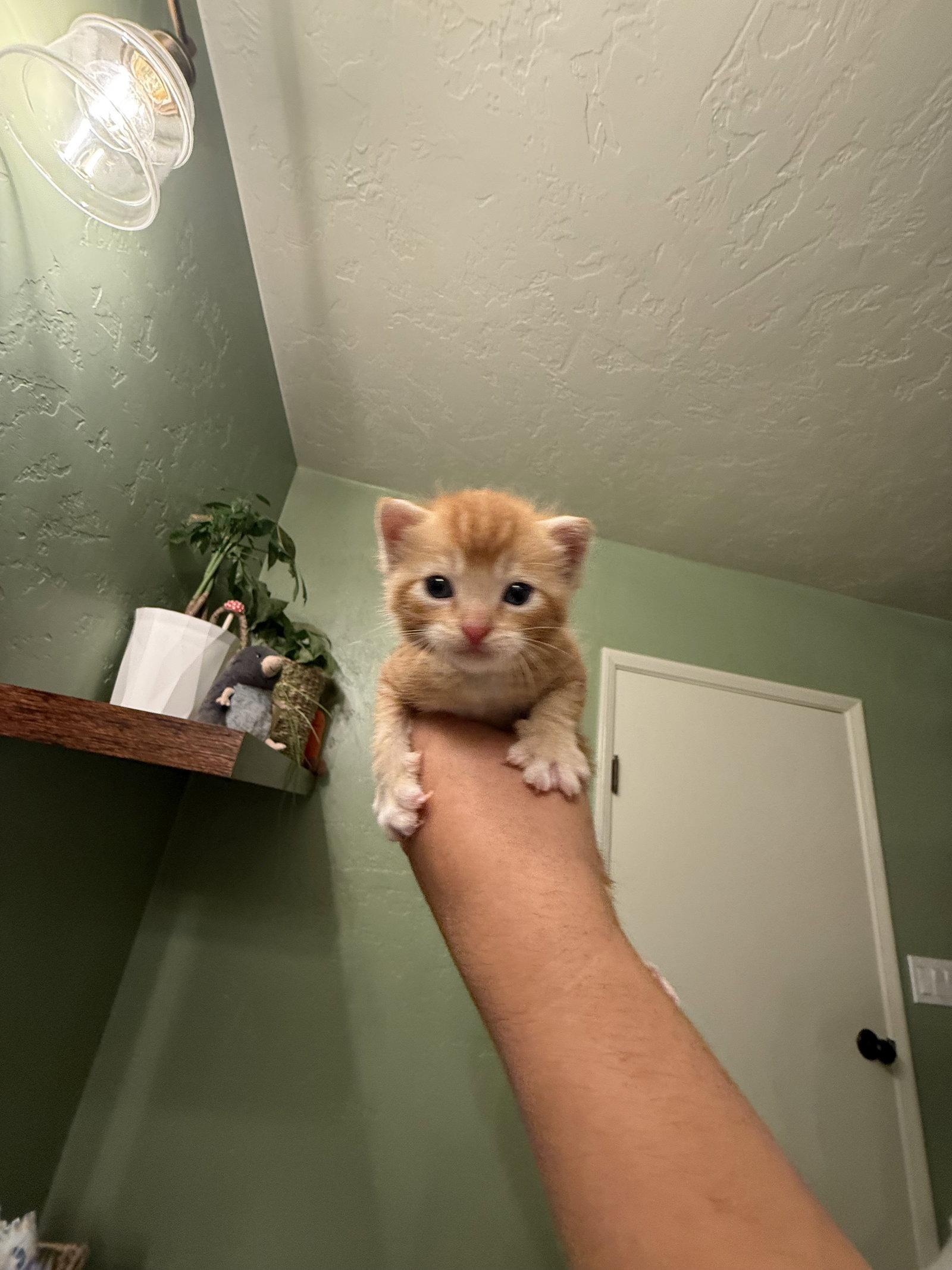 Frodo, a Adopted Domestic Short Hair in Davis, CA image 1/3