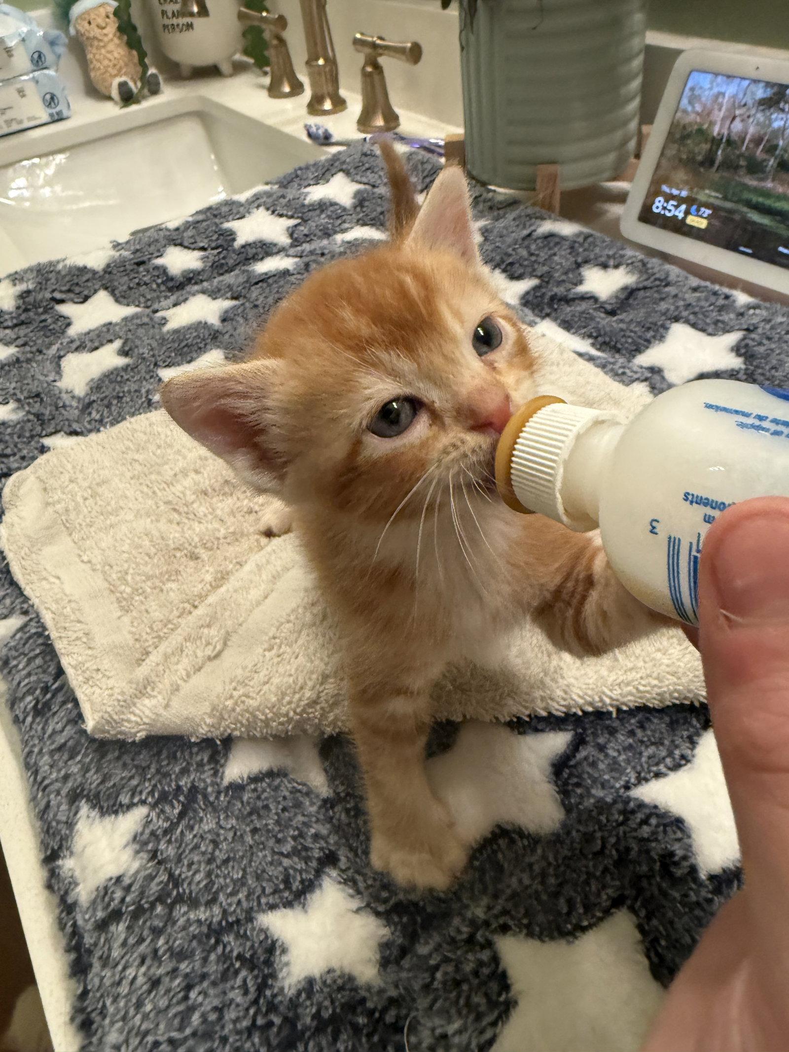 Frodo, a Adopted Domestic Short Hair in Davis, CA image 2/3