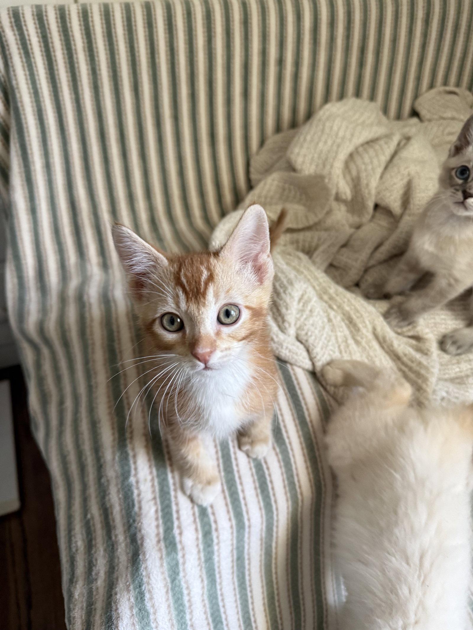Frodo, a Adopted Domestic Short Hair in Davis, CA image 3/3