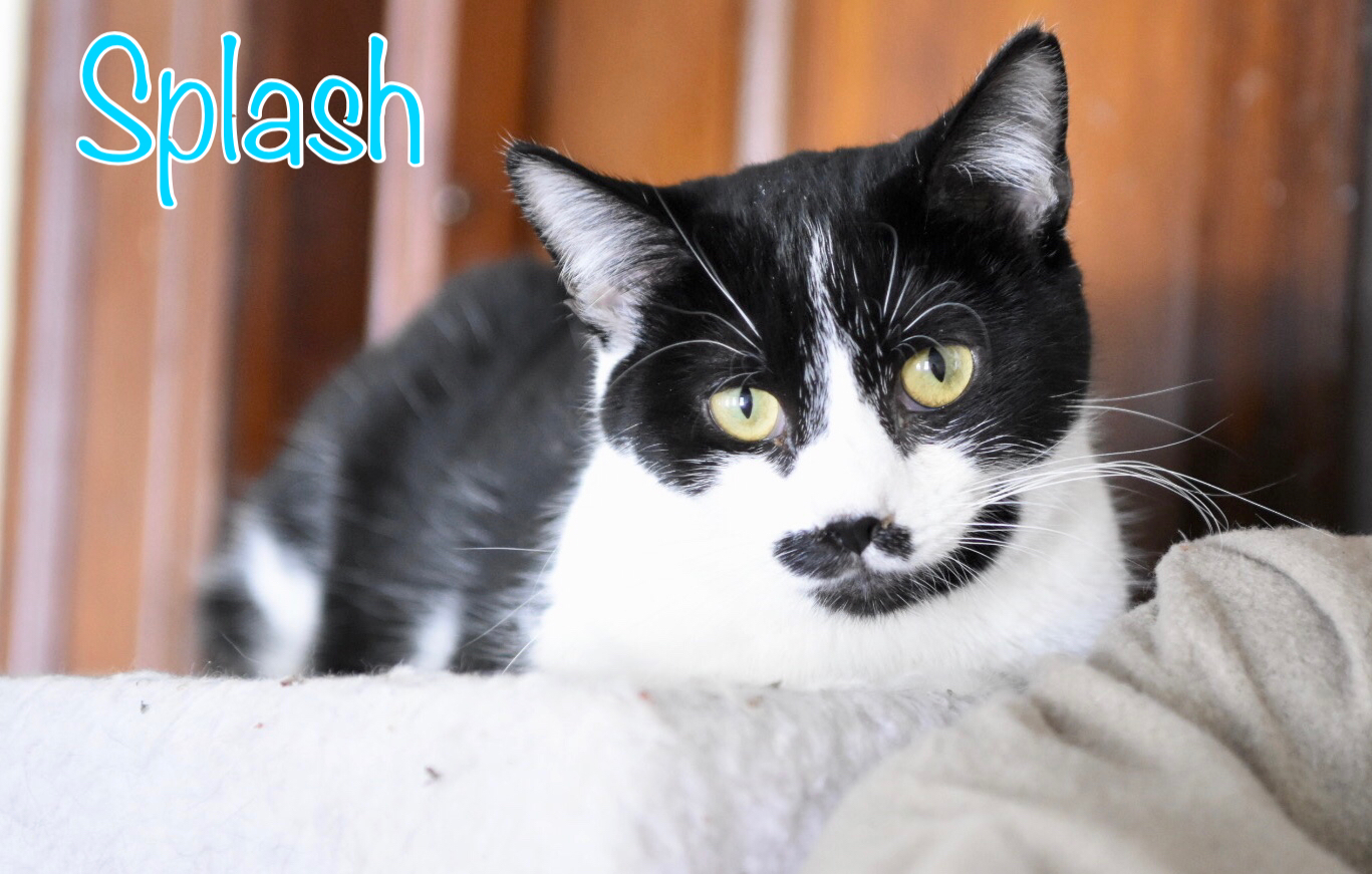 Splash, a Adoptable Domestic Short Hair in Little Falls, NY image 2/4